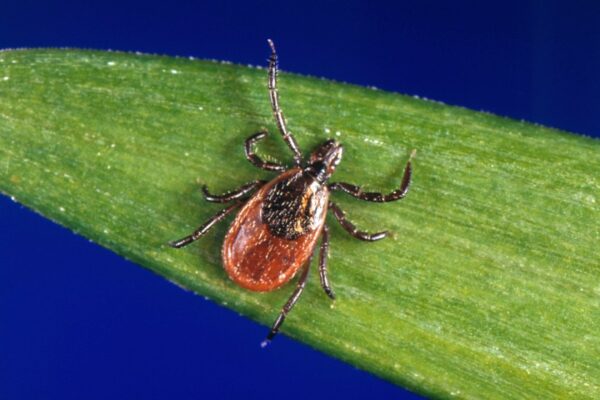 Tick-related ER visits are spiking this summer: How to protect yourself