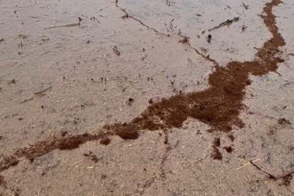 A massive raft of fire ants found on Austin's Lake Travis